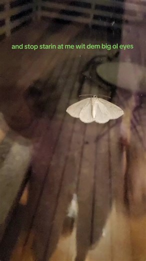 I've never thought that I'd find a moth cute but here we are #moth #cutemoth #cute #bug #cutebug #bigoleyes #stopstaringatmewiththembigoleyes #lil #guy #lilguy #whyaremothscute #tahoe #rentalhome #laketahoe #tahoemoth