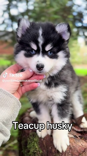 Teacup Husky: Meet the Adorable Portland Pomskies