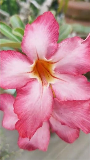 Beautiful flowers#flowers#subscribe#ytshorts