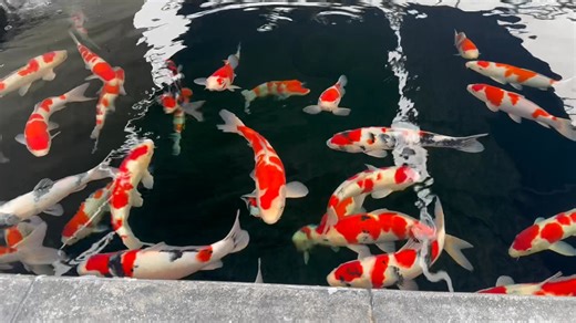 Pond D updated, a few more to move into pond 1. Watch until the end please | Queni Koi