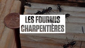 32K views · 76 reactions | On ne souhaiterait pas ça à son pire ennemi... | Le Journal de Montréal | Facebook