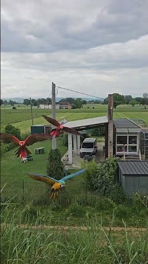 3 Macaws Beautiful and Colorful Birds #animal #animals #bird #birds #nature #wildlife