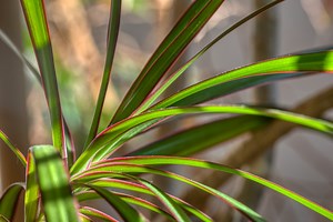 Follow these easy dracaena care tips to keep your plant thriving