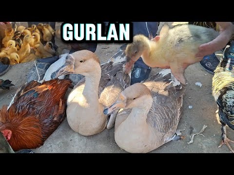 ГУРЛАН ТАВУҚ ЎРДАК ҒОЗ ЖЎЖАЛАРИ ТУШДИ ОПТОМ НАРХЛАРДА 22-МАРТ