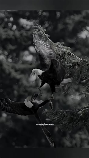 Bald Eagle Maneuvers: A Captivating Display of Power