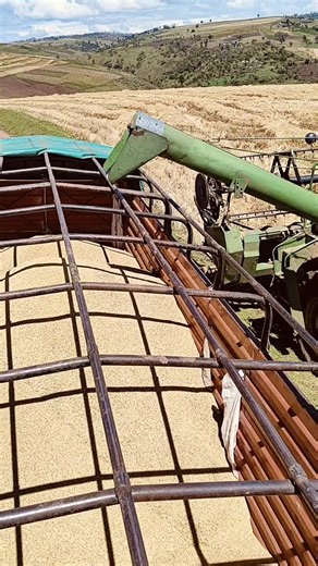 Combine Harvester in Action: Grain Transportation Process