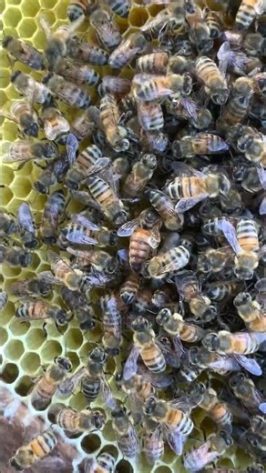 Newly Hatched Bees Running in the Hive 🐝 | Busy Bee Life