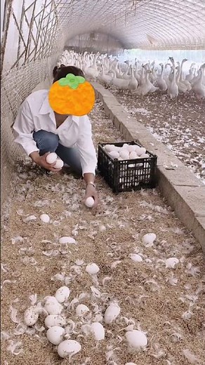 How Many Eggs Can Geese Lay in One Day?