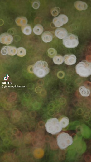 Go outside. Enjoy the beauty around you! 🩵 #TheCryptidHuntress #BigfootFieldResearch | Jessica, The Cryptid Huntress