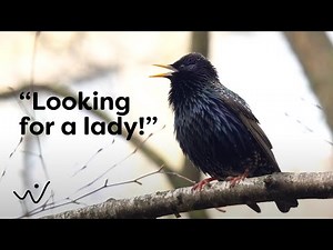 Starling Birdsong in Spring - Relaxing Nature Sounds for Meditation, Study & Peaceful Ambience 🕊️