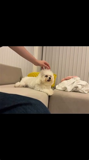 ヘッドマッサージに癒されるビションフリーゼ9ヶ月🐶