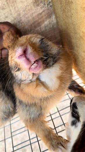 Pregnant Doe Breathing Heavily: What Rabbit Farmers Should Know