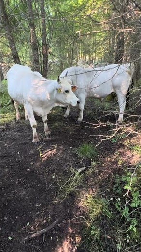 Natural cattle breeding on the farm #farming