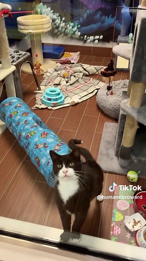 Adopt Rio: The Sweet FIV Cat Needing a Loving Home