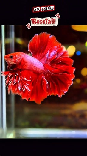 5 Red Betta Fish Tail Types You Need to See! 🔥🐟 #bettafish #redbetta #bettas