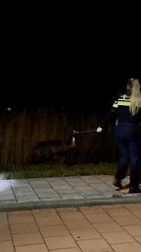 Ontsnapte emoe zorgt voor chaos in Katwijk. #jeugdjournaal #dieren #katwijk