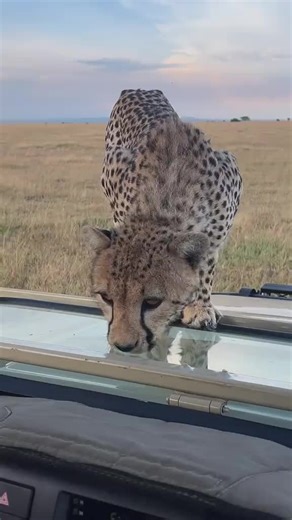 eSIM data plans worldwide (@esimroam)’s videos with original sound - fungua gari