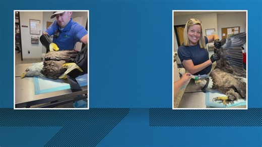 Injured bald eagle undergoes surgery at LSU Veterinary School of Medicine