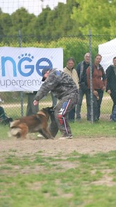 🇺🇸 Aava in action! Fast dogs and tough guys - Mondioring at the FMBB certainly left nothing to be desired! The dogs flew into the helpers like rockets! A sport where success may come at the cost of blood, sweat, and tears - and quite frequently, bruises! The motto here is simply train hard - to fight harder! 🇩🇪 Aava in Aktion! Schnelle Hunde und harte Kerle - da hat Mondioring bei der FMBB keine Wünsche offen gelassen! Die Hunde sind in die Helfer geflogen wie Raketen! Ein Sport in dem man b
