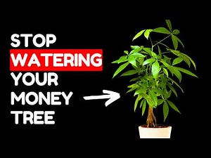 If I Only Knew These Money Tree Tips 5 Years Ago