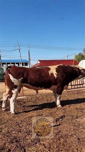 Simmental cattle