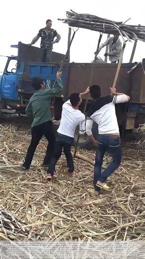 Sugarcane manual loading process#shorts