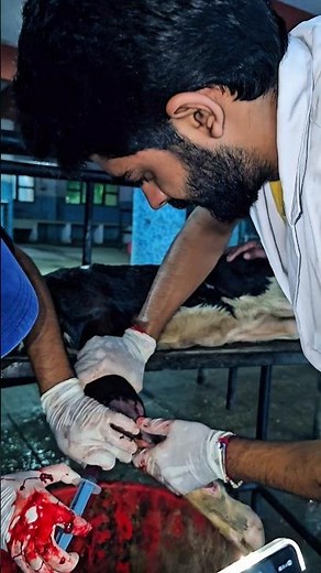 The Vet Life: Episode 07 | From Surgery Classes to Cattle Cases #vetlife #vetrecommended #vet