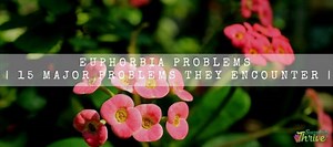 Euphorbia Problems | 15 Major Problems They Encounter | Succulent Thrive