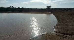 Kalahari Anib Lodge and Gondwana Canyon Park recently experienced some more scattered rainfall. On Thursday evening, the lodge received approximately 2mm of rain, while the park recorded its highest rainfall at 5mm. We recently conducted an assessment of a dam located in the centre of Gondwana Kalahari Park. Currently, the park's average rainfall stands at around 45mm, albeit in a widely dotted manner. Lets hope that the last part of the current rainy season still brings more rain to the country