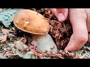 Porcini mushrooms: how to collect and clean them in the woods