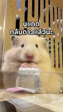 Rest well, Nougat 🐹💖 #pangboych #PangBoy #Nougat #hamster #shorts