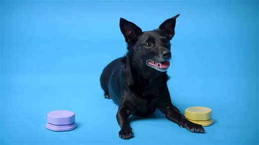 Do button-pushing dogs have something new to say about language? | Aeon Videos