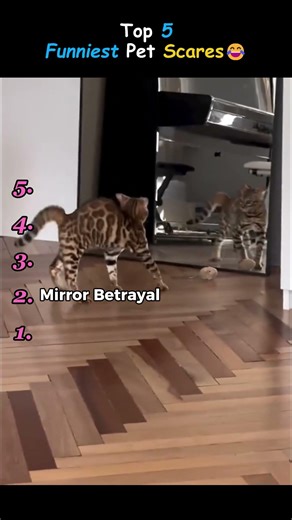 Top 5 Funniest Pet Scares 😂