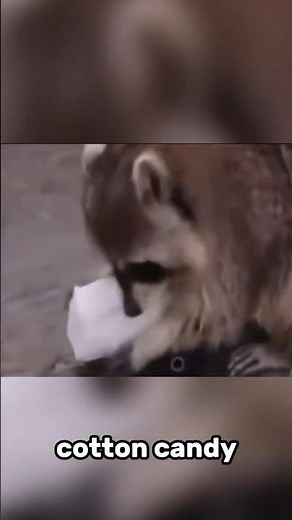 Why does he keeps washing cotton candy? #usa #raccoon #animals #wildlife #animalfacts #trashpanda