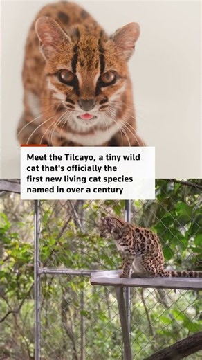 Scientists identify brand-new cat species in Bolivia