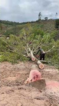 Tive Que Derrubar um Mogno Africano 🌳⚠️