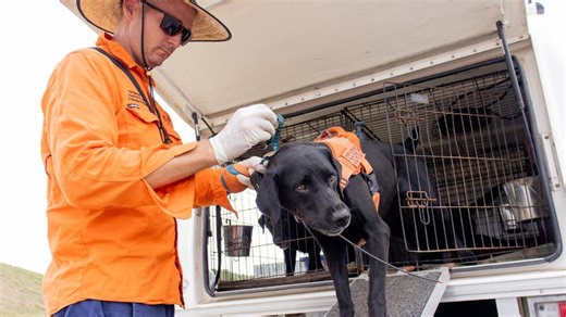 Operation Five Valleys launched in bid to halt NSW fire ant invasion
