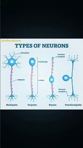 Types of Neurons: Structure, Classification, and Function#physiology #brain#cns