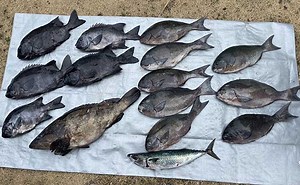 秘境中の秘境『肥前鳥島』遠征釣行 良型オナガグレに石鯛が入れ食いに | TSURINEWS - Part 2