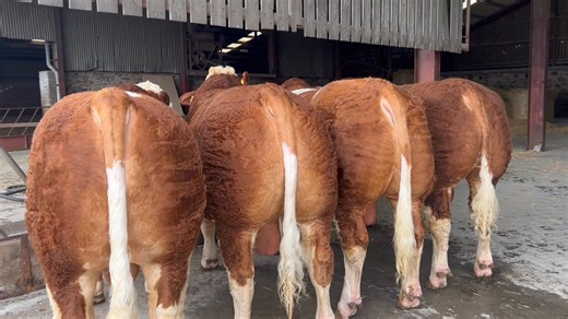 🟧⭐️TOP LINE UP OF ISLAVALE SIMMENTAL BULLS COMING TO THE STIRLING SALE!⭐️🟧 🐂We’re just a week away now to the Stirling Simmental Sale due to be held on Monday 20th, and the quality entries just keep on coming. ✅There’s a big team of nine bulls entered from the noted Islavale herd of WS Stronach, Berryleys Farm, Grange, Keith, and which we’re going to cover today in two posts. 🎯First up and the bulls are profiled in the text below following the order they are stood in, from left to right, in 