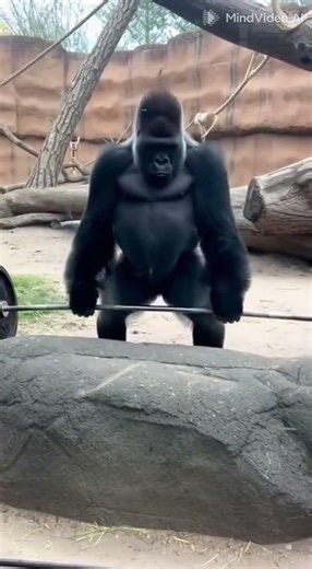 He Takes On a GIGANTIC Weight — The Gorilla Can’t Believe His Strength 🏋️‍♂️🦍