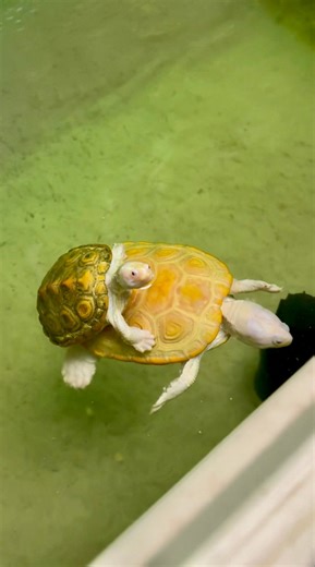 PINKY & the BRAIN: Albino Ornate Diamondback Terrapins Continue to Thrive at GST 🙌🏻 | Garden State Tortoise
