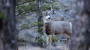 Montana ranchers give visitors the Yellowstone experience