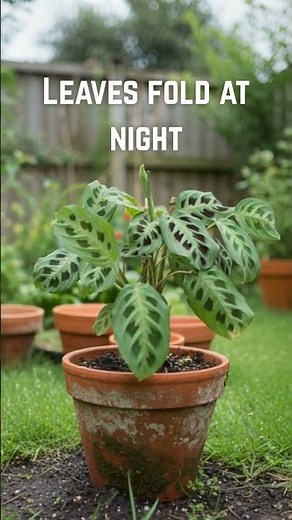 Maranta leuconeura | Prayer Plant Facts