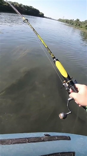 Catfish on the surface 🎣 #catfish #fishing #pesca #shorts