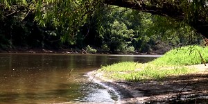 State advisories recommend limiting consumption of fish from Cape Fear River due to PFAS concerns
