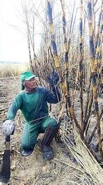 #automobile #countrywise #pathtoabetterlife #handcannon #godhasawordforyou #countrylife