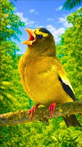 Midday Nature Escape 🌳 Morning Bird Songs & Real Bird Sounds | Spring Awakening