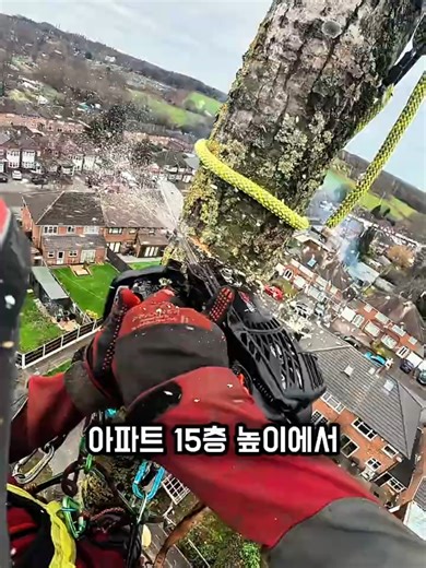 고소 벌목: 아파트 십오층에서의 안전한 작업