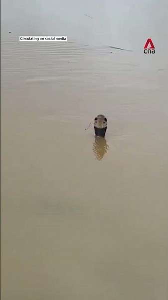 Snakes plague floodwaters in China amid extreme weather